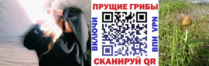 Галлюциногенные грибы Psilocybe Ак-Довурак